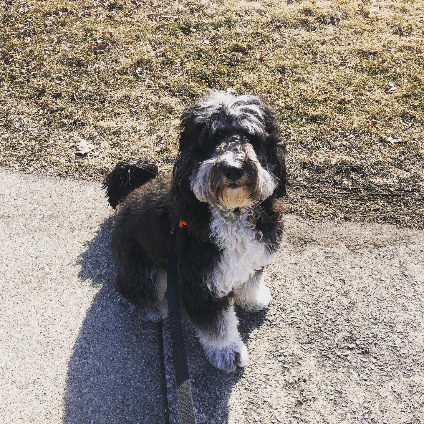 Right Rail Dog Image